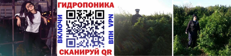 Каннабис конопля  Кириллов 